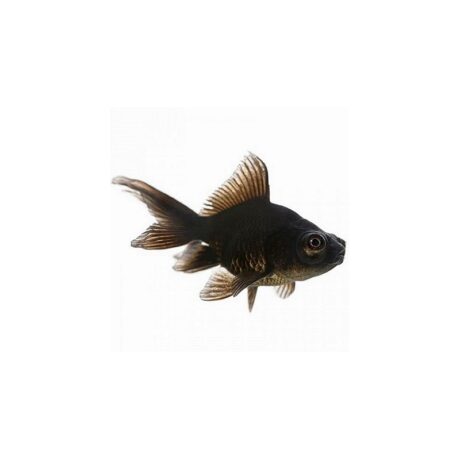 Χρυσόψαρα Oranda Black Moor 5-6cm