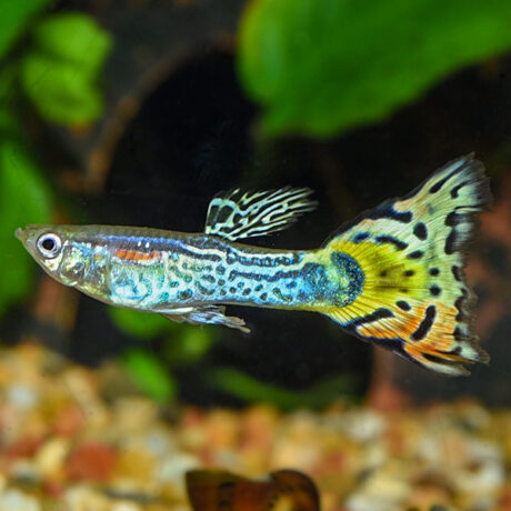 Male Leopard Cobra Guppy Group