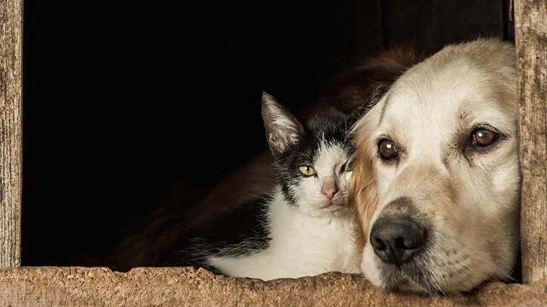 2016 08 20 Nl Animal Abuse Vs Accidents