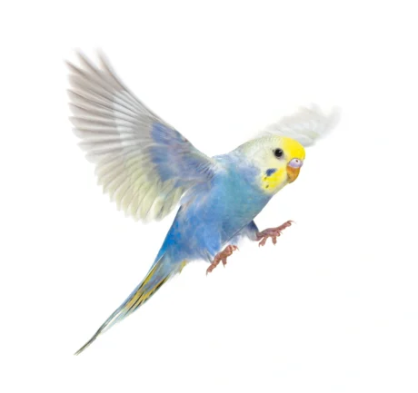 Παπαγαλάκι Budgie Rainbow