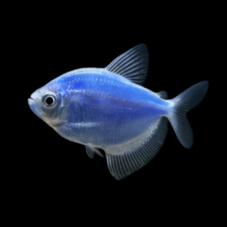 Tetra Glow Blue