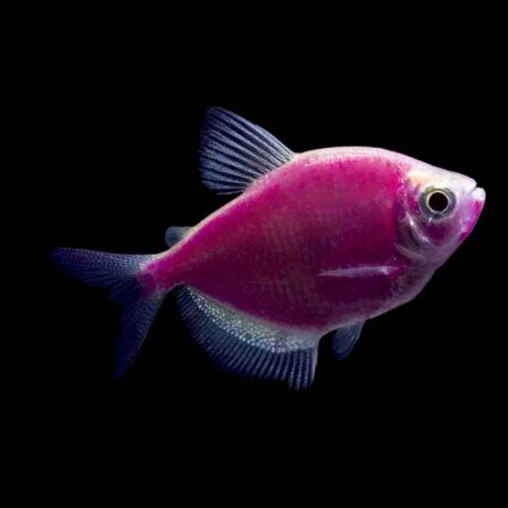 Glow Galactic Purple Tetra (χήρες)
