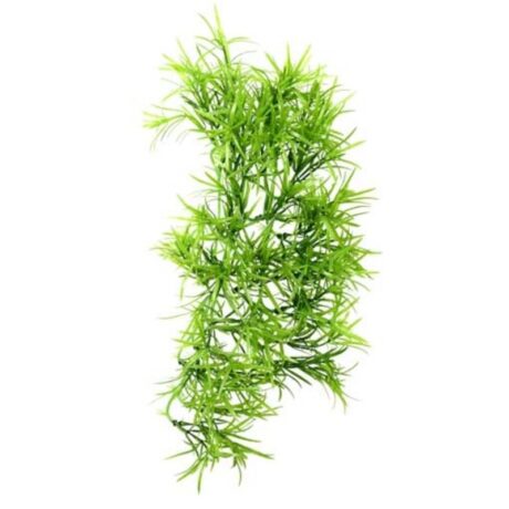 Hobby Climber Tropica Hanging Διακοσμητικό Φυτό 37cm