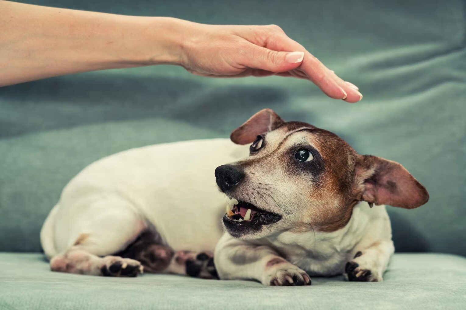 498Abc86 03Aa 4859 81Bb 524Bad94E902 Fearful Jack Russell Terrier Shows Teeth As Hand Approaches Shutterstock 2198997405