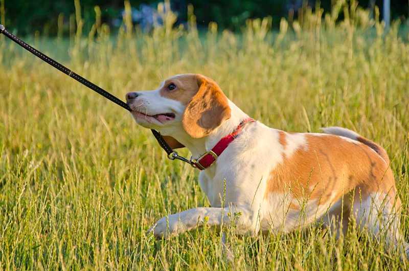 Beagle Dog Pulling On Leash Resized