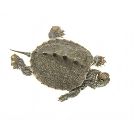 Χελώνα Νερού  False Map Turtle