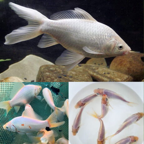 Χρυσόψαρα White Comet 9-12cm