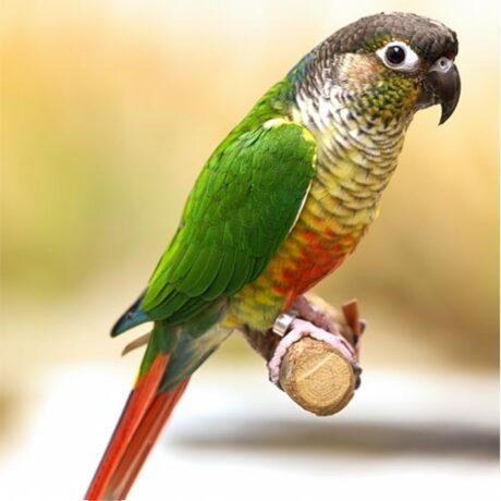 Pyrrhura rupicola conure (Black-capped parakeet)