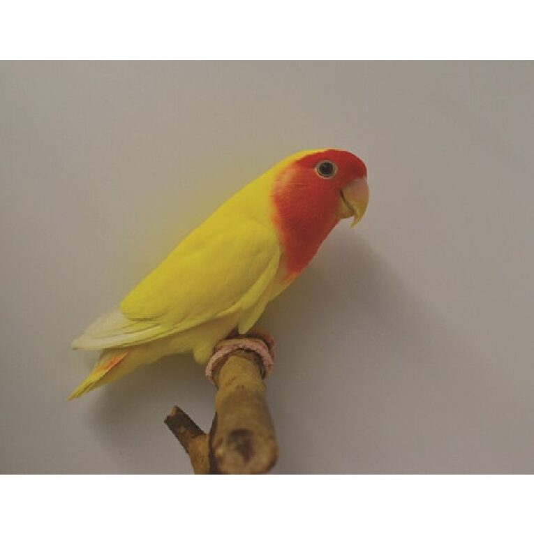 Love birds peach faced λουτίνο