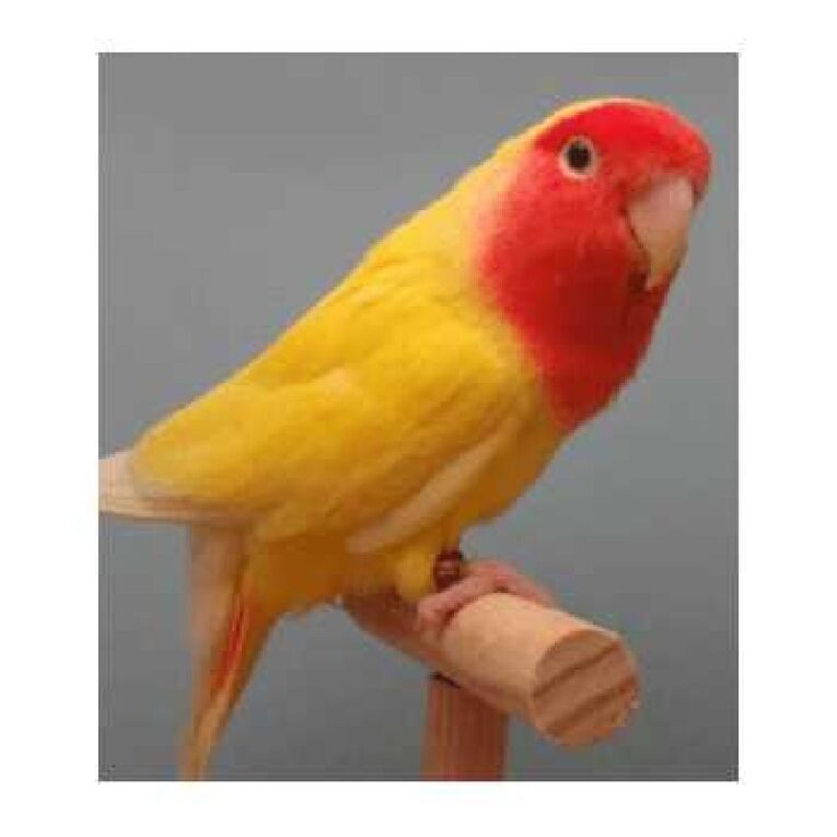 Love birds peach faced λουτίνο (1)