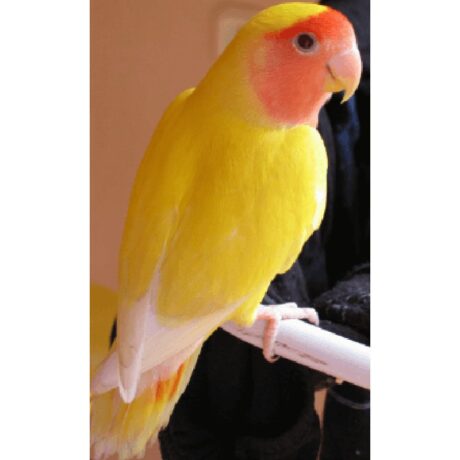 Παπαγαλάκι Love Birds Peach Faced Lutino