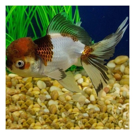 Oranda Panda Tricolor 9-11cm