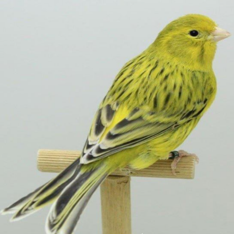 Καναρίνια Αχάτες Κίτρινο Έντονο Αρσενικό