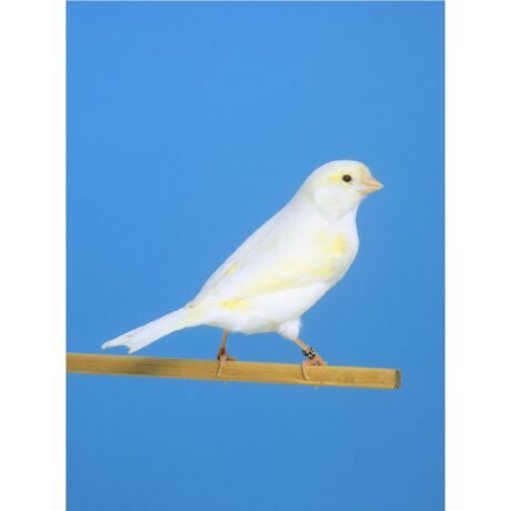 Καναρίνια Μοζάικ Κίτρινα Θηλυκά