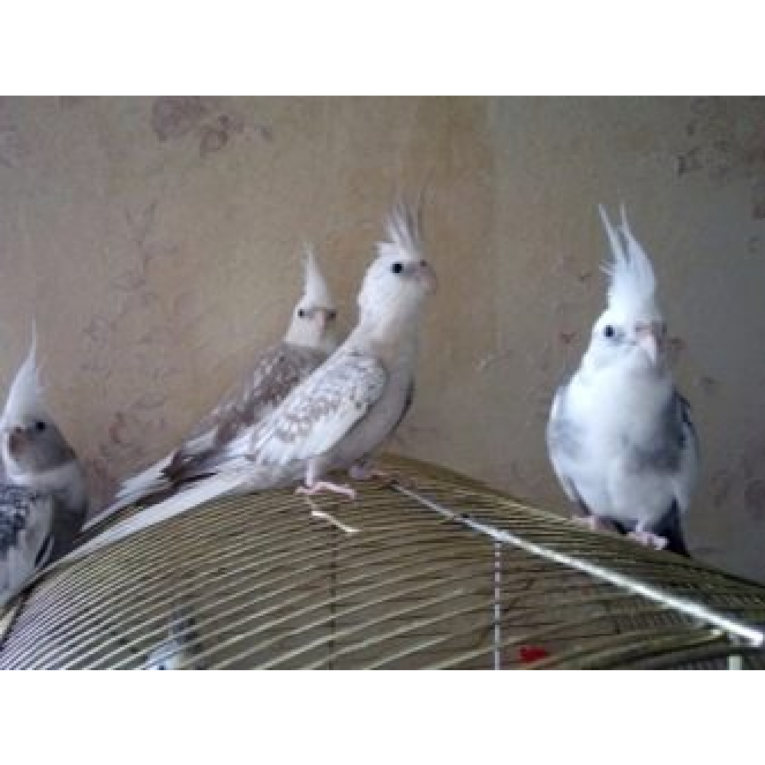 PETHELLAS_Κοκατίλ ΛΕΥΚΑ ΠΕΡΛΕ