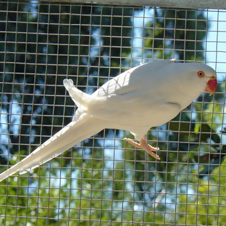 PETHELLAS_Παπαγάλος Ringneck ΛΕΥΚΟ