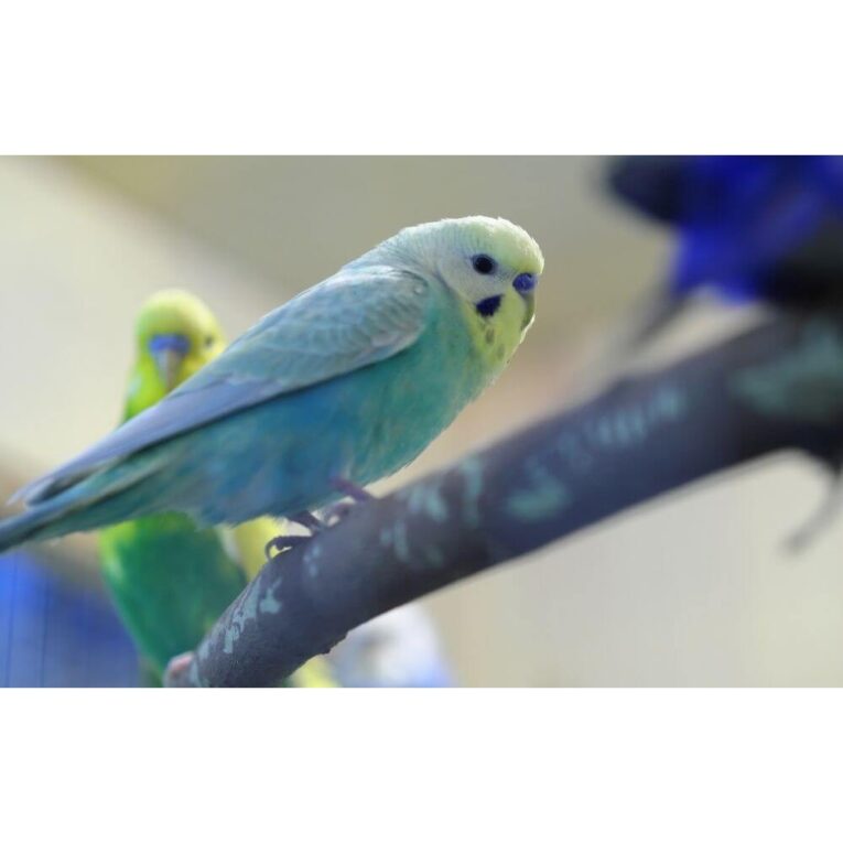 Rainbow-Budgies-1000x1000w