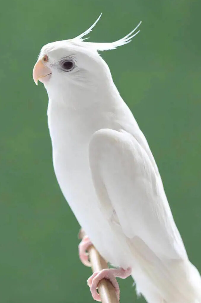 Rare-Cockatiels-Albino-Cockatiel-678x1024
