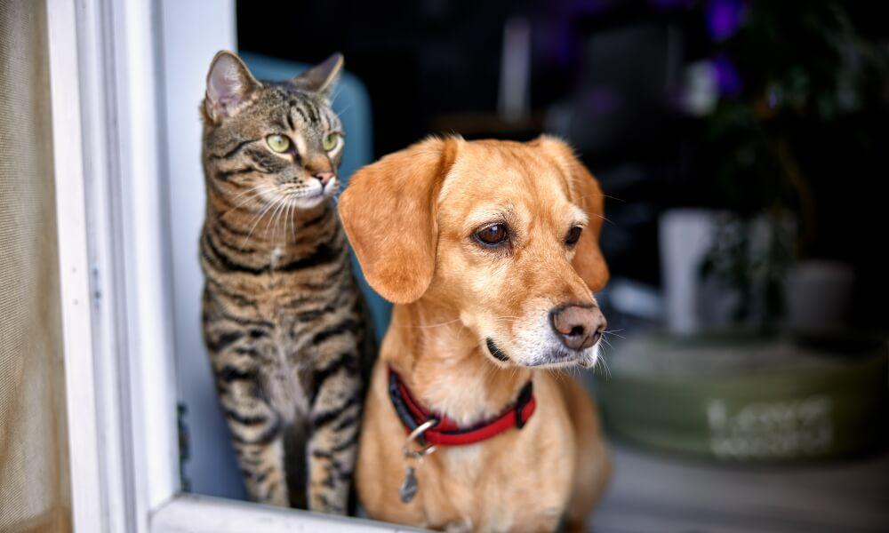 Real World Maths A Pet Ownership Puzzle