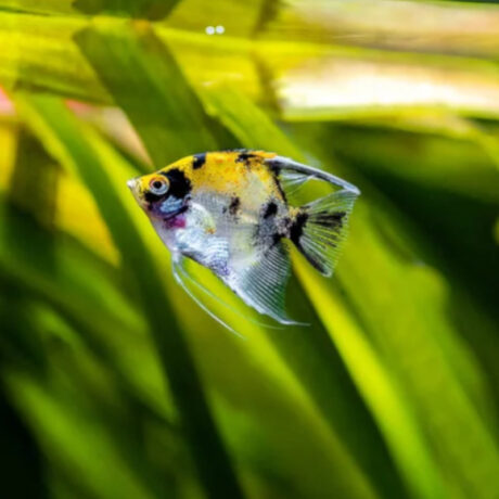 Σκαλάρια Panda Yellow Head