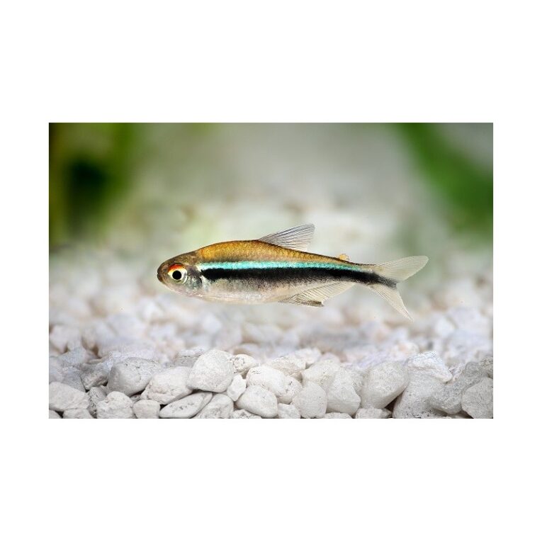 black-neon-tetra-2cm