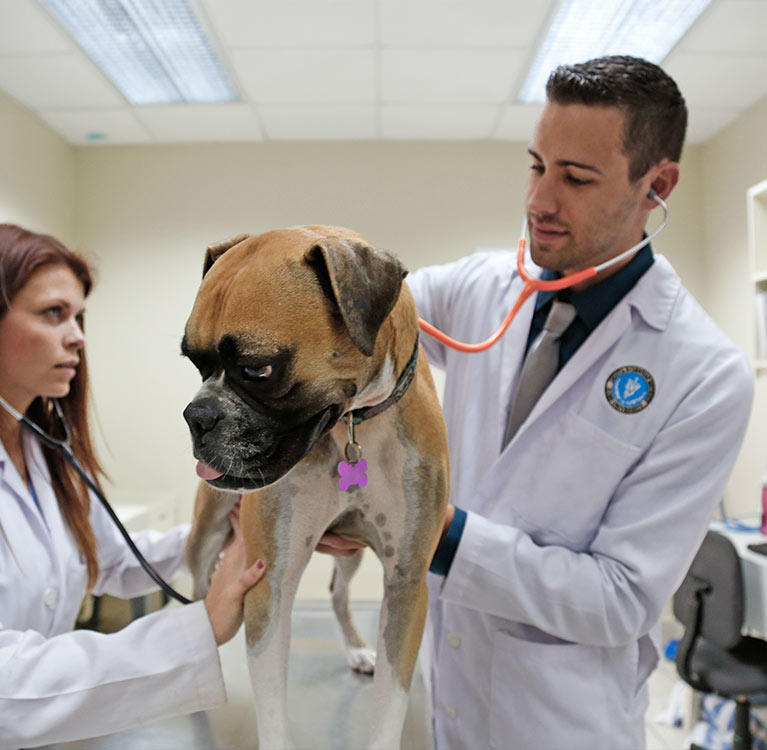 Blog Veterinary Why Spay And Neuter Pets Herom