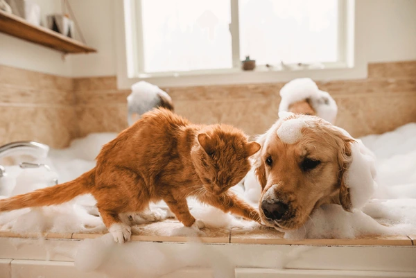 Cat On Edge Bathtub While 600Nw 1954555015