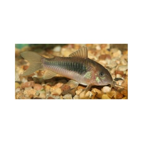 Γατόψαρα Corydoras Bronze 3-4cm