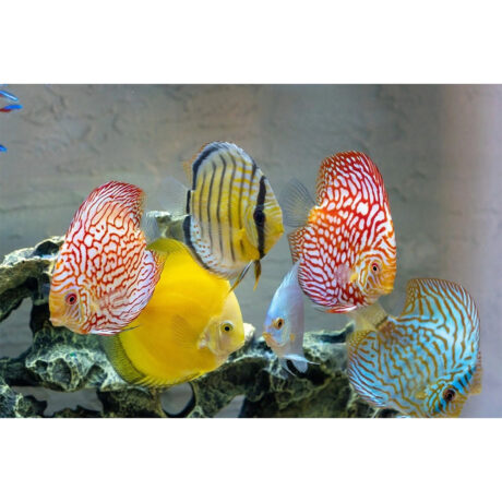 Δίσκοι Mix 7cm