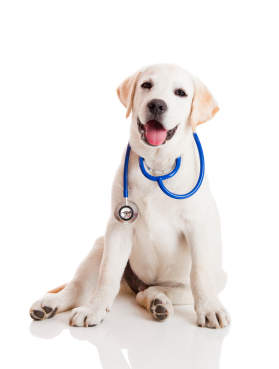 Dogvet Istockpaid