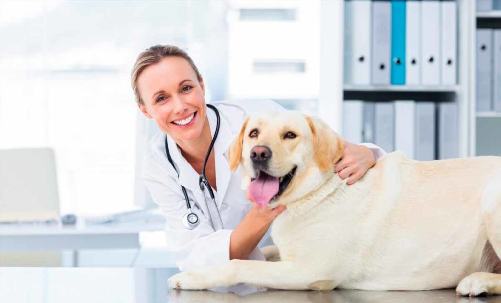 Ellevet Veterinarian 1024X619 1