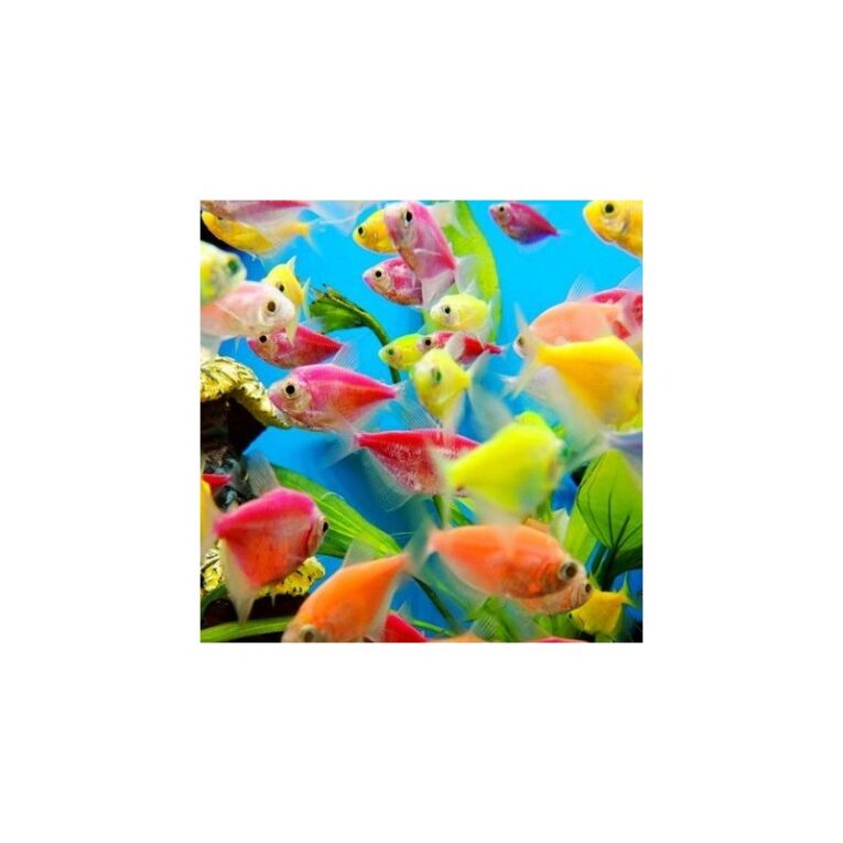 glowfish-tetra-mix