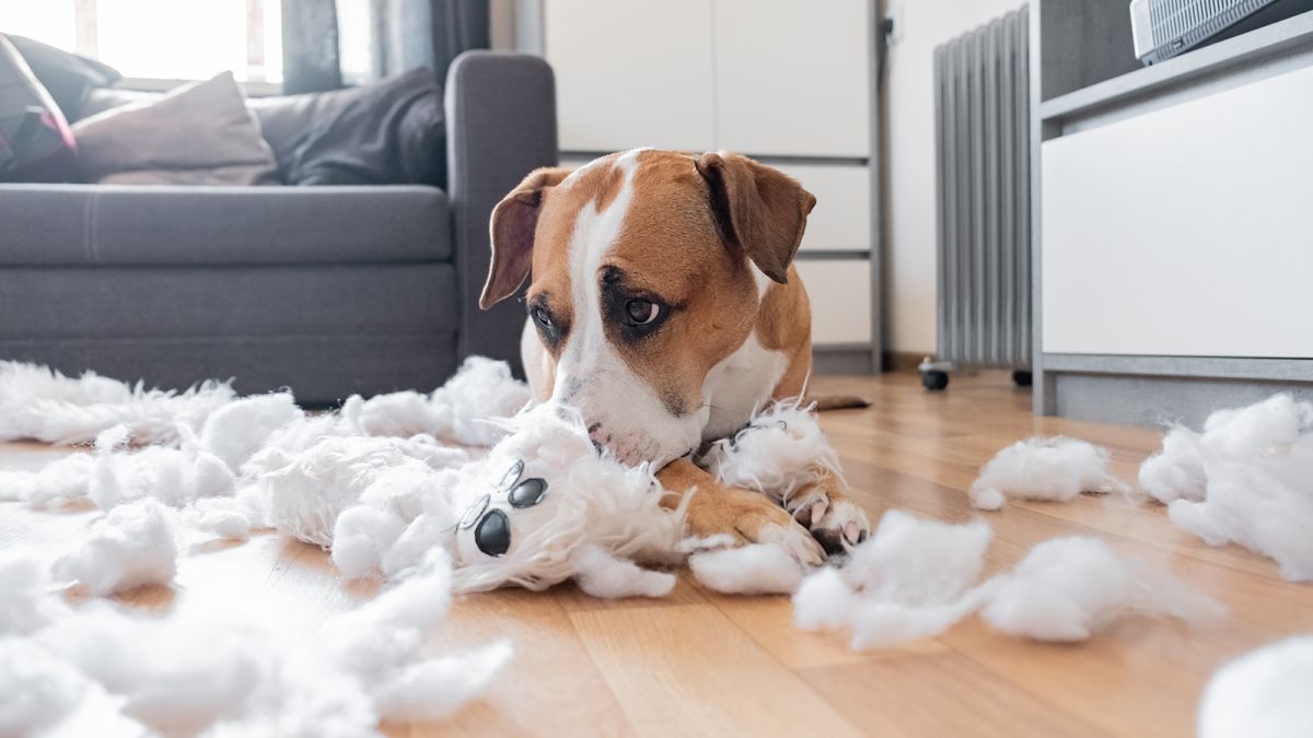 Https Cdn Cnn Com Cnnnext Dam Assets 200424095704 01 Stressed Pets Coronavirus Orig