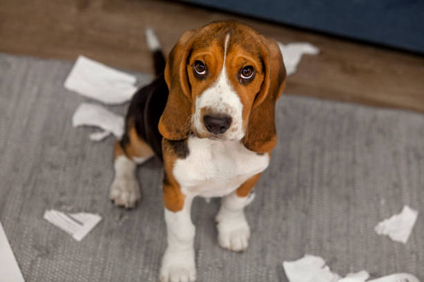 Istockphoto 1420433778 612X612 1