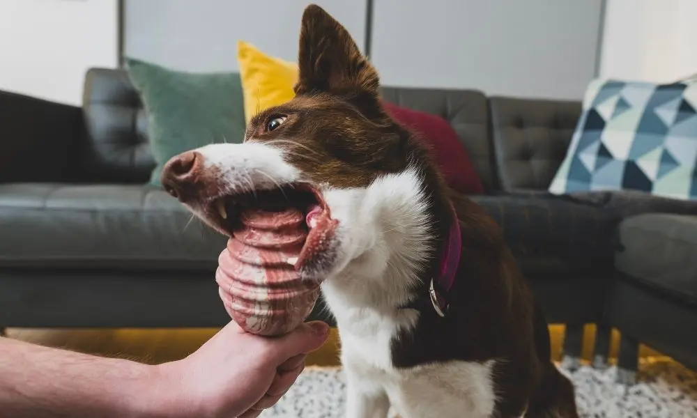 Juliusk9 64430 Bad Behavior Dogs Blogbanner1