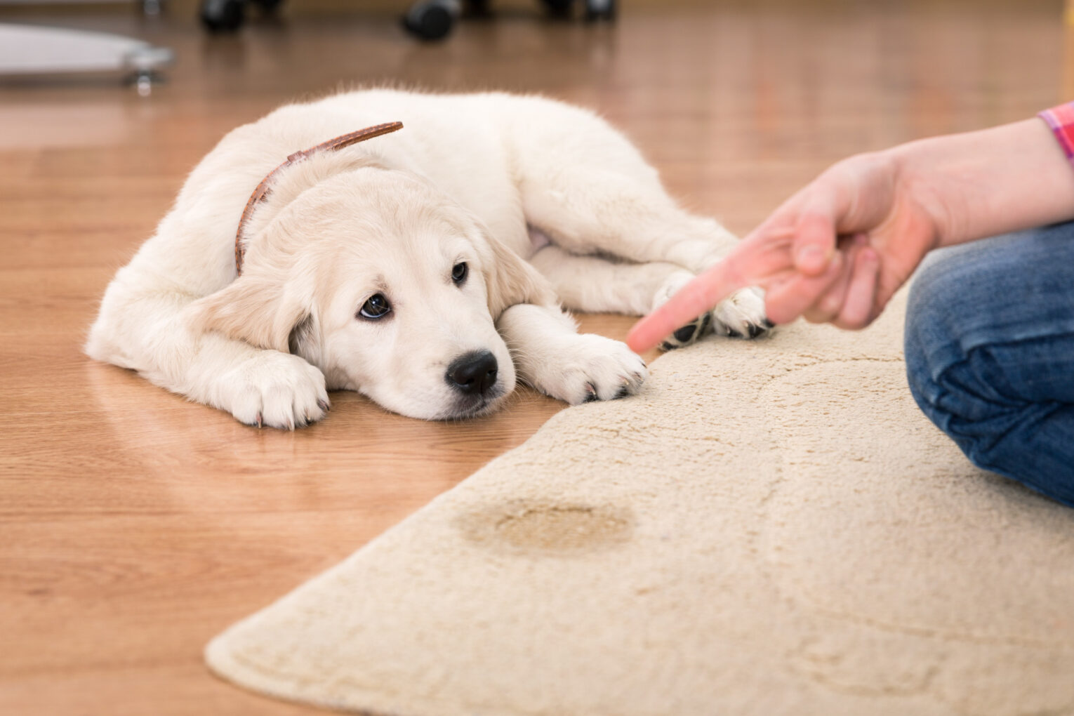 Labrador Puppy Laying Down Floor