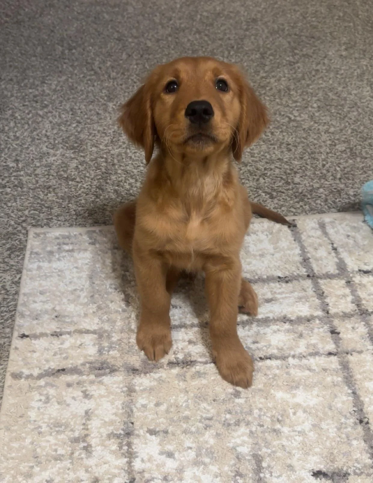 Neuter At 6 Months V0 1Salr27T2Y0F1