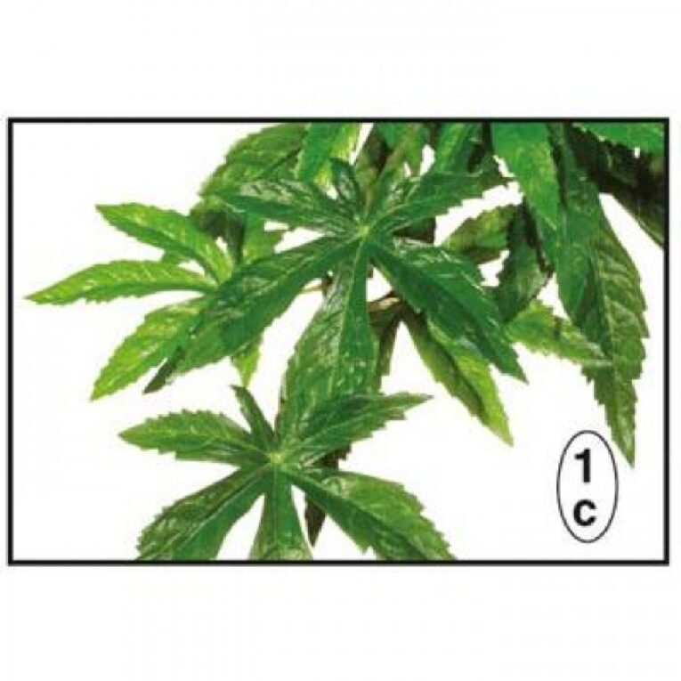 pethellas_EXO TERRA ΦΥΤΑ ΥΦΑΣΜΑΤΙΝΑ FICUS MEDIUM