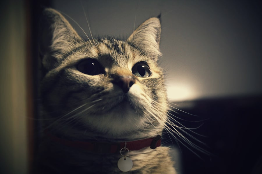 Tabbycatawakeatnight Min