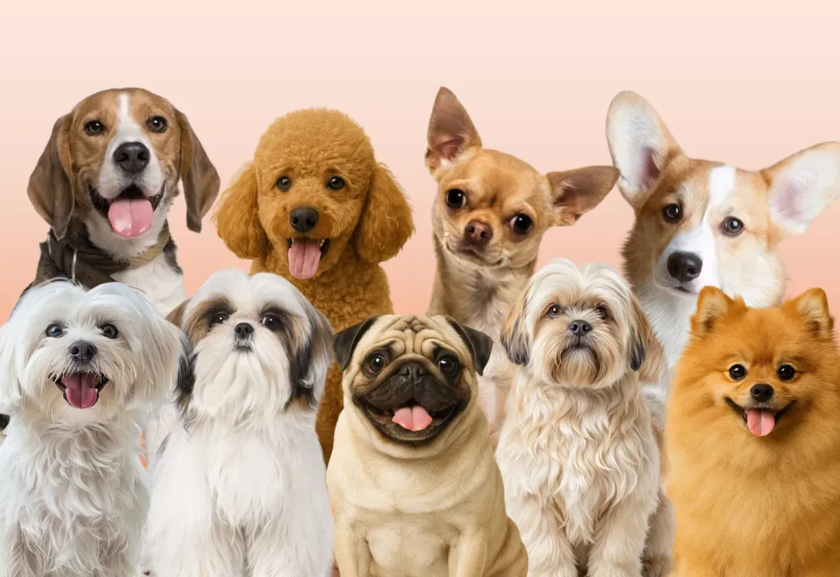 Ten Small Dog Breeds For First Time Pet Owners