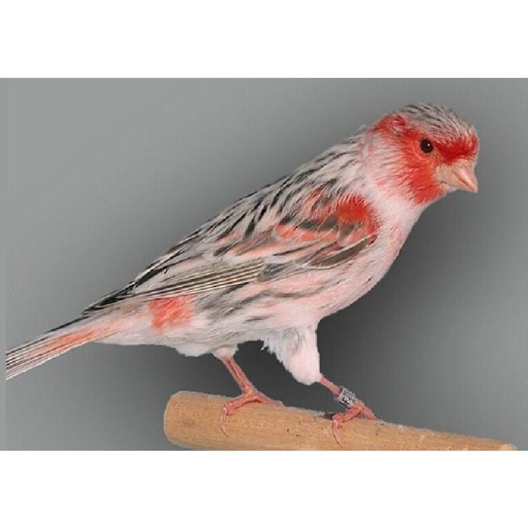 Αχάτης Τοπάζιο Κόκκινο Μωσαϊκού