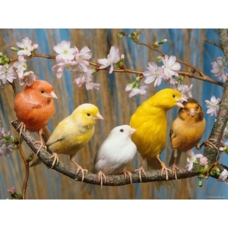 ΚΑΝΑΡΙΝΑΙ ΜΙΧ