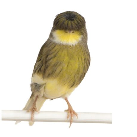 Καναρίνια Γκλόστερ - Gloster