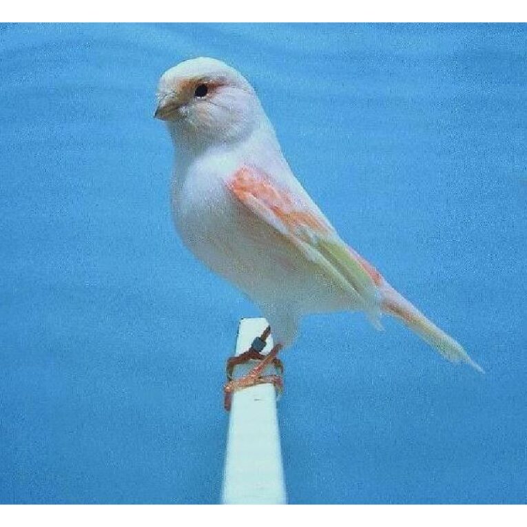 Καναρίνι μοζαικ ΘΥΛΙΚΟ