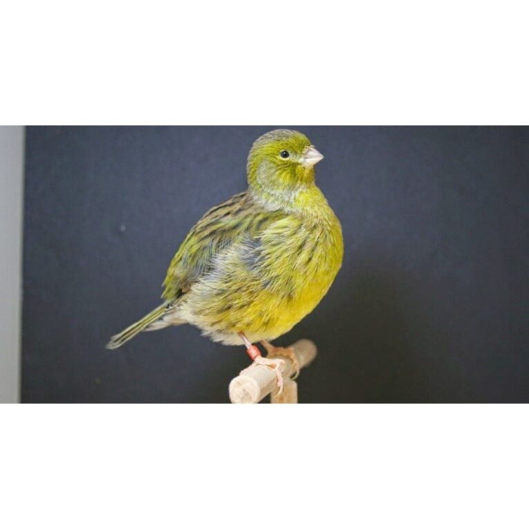 Καναρίνια Fife Fancy1