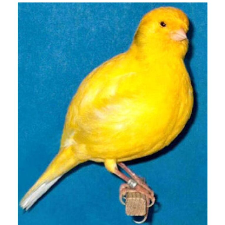 Καναρίνια Fife Fancy2