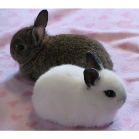 Κουνέλι Νάνος
