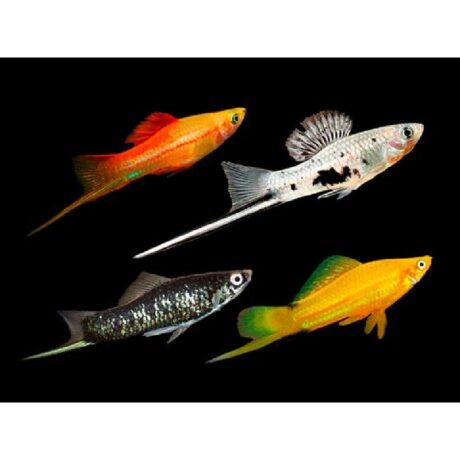 Ξιφοφόροι Kohaku Koi Swordtail (Θηλυκό)