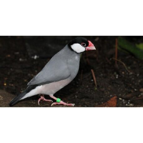 Παραδείσιος Πιγκουίνος Γκρι Χρώμα