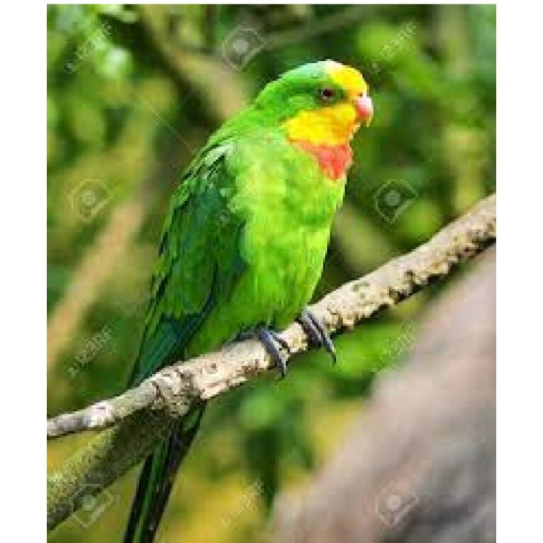 Παπαγάλος σούπερμπ barraband (1)